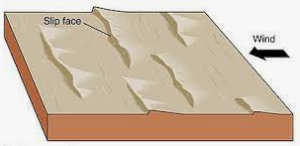 Sand Dunes. Different types of sand dunes