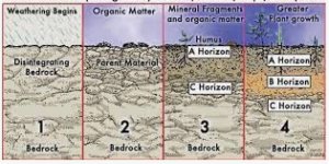 Soil formation in different climatic regions