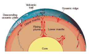 There is only one convection in both the upper and the lower mantle.